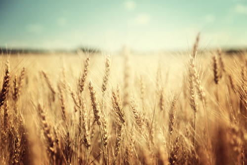 Wheat Fields