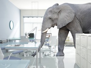 Elephant in the Room 2