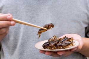 Insects Eat