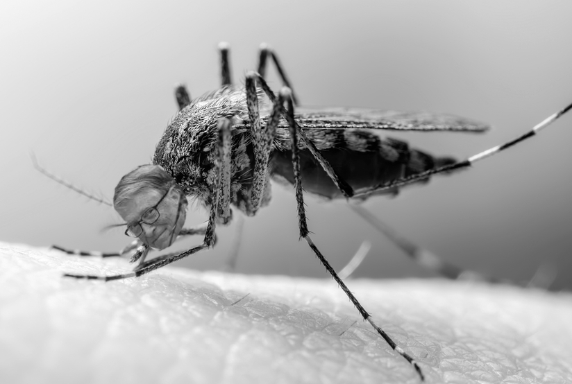 Bill_Gates mosquito