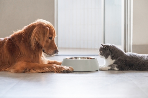 Golden,Retriever,And,British,Shorthair,Eating,Together