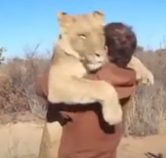 Lion loves man