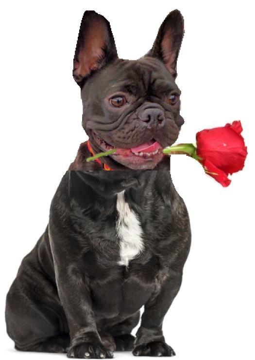 French,Bulldog,Sitting,,Isolated,On,White